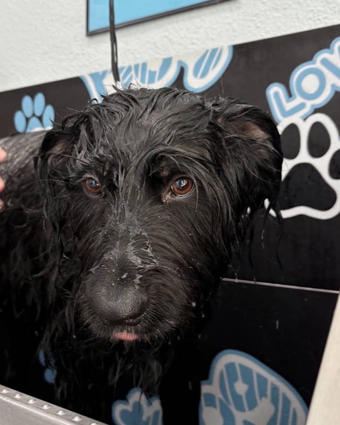 Perro negro mojado en la bañera de Bañaditos, recién lavado