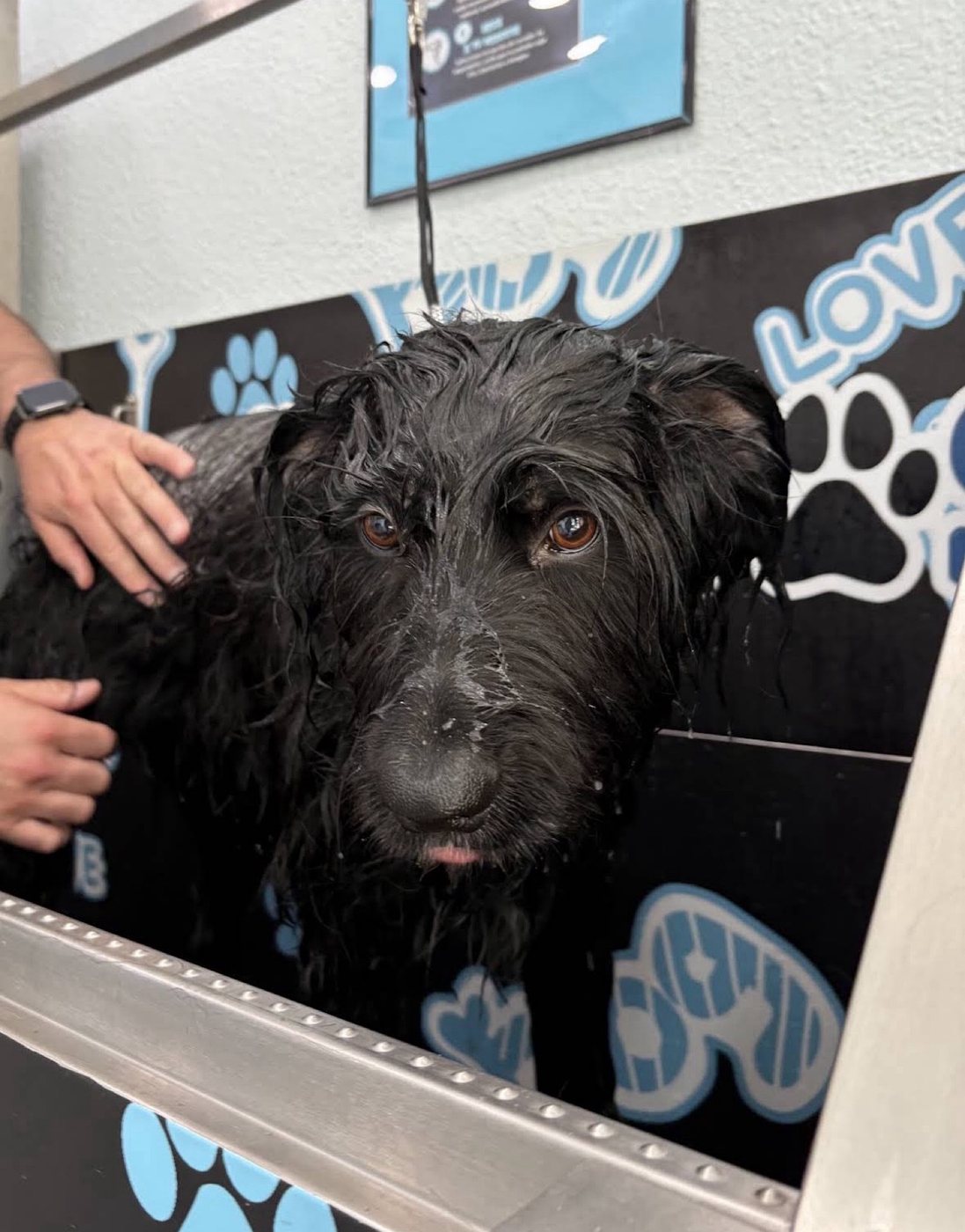 Perro de pelo negro enjabonado en la bañera, con las manos de quien le está lavando